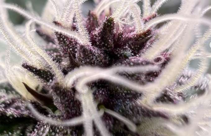 Lifted Genetics