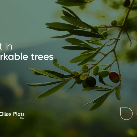 Olive Plots by Oleaster